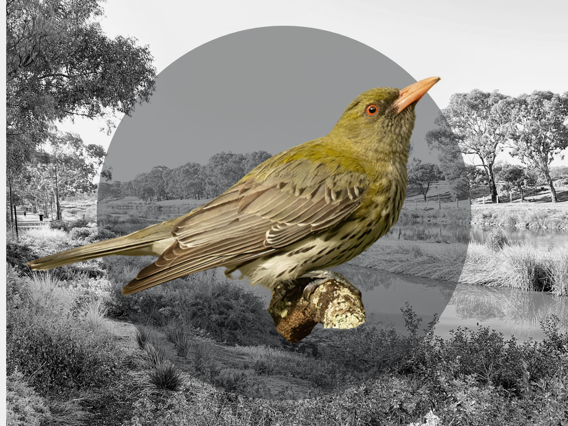 Birds & Brains: It’s All In Your Head!