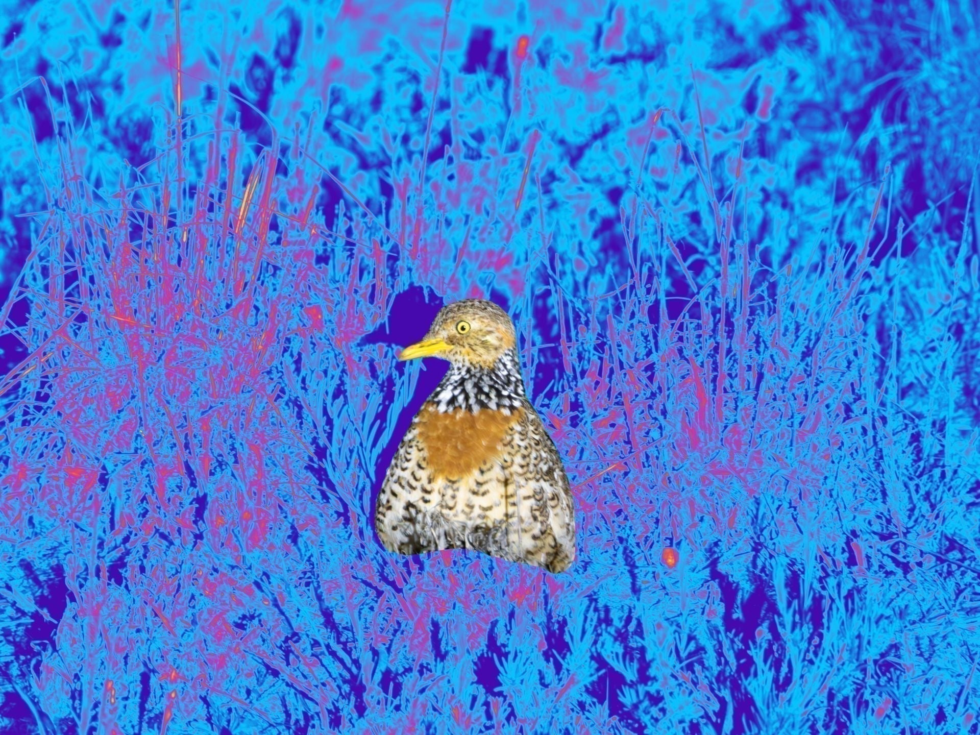 A night with the Plains-wanderer