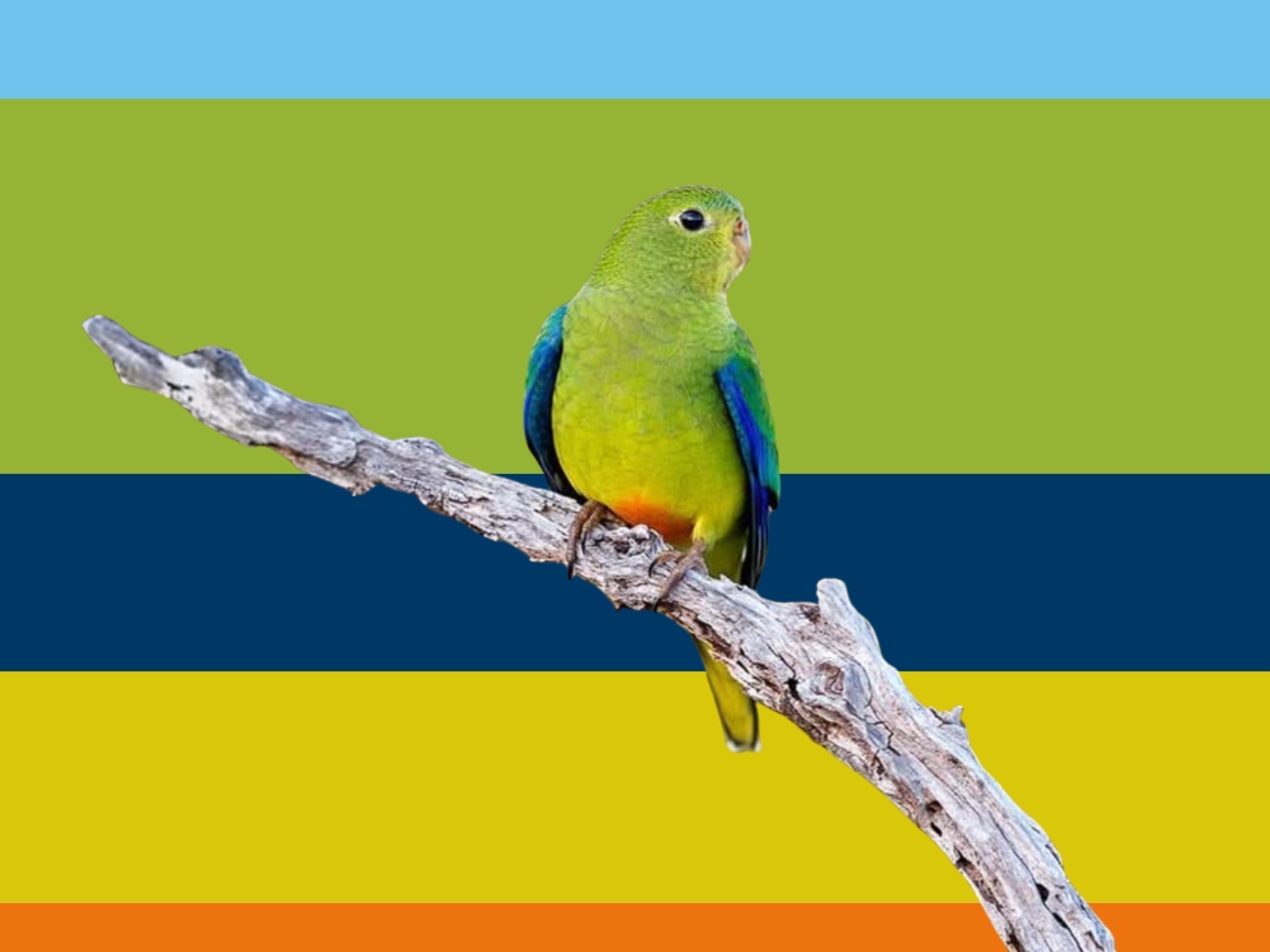 Creating the Endangered Range: The Orange-bellied Parrot