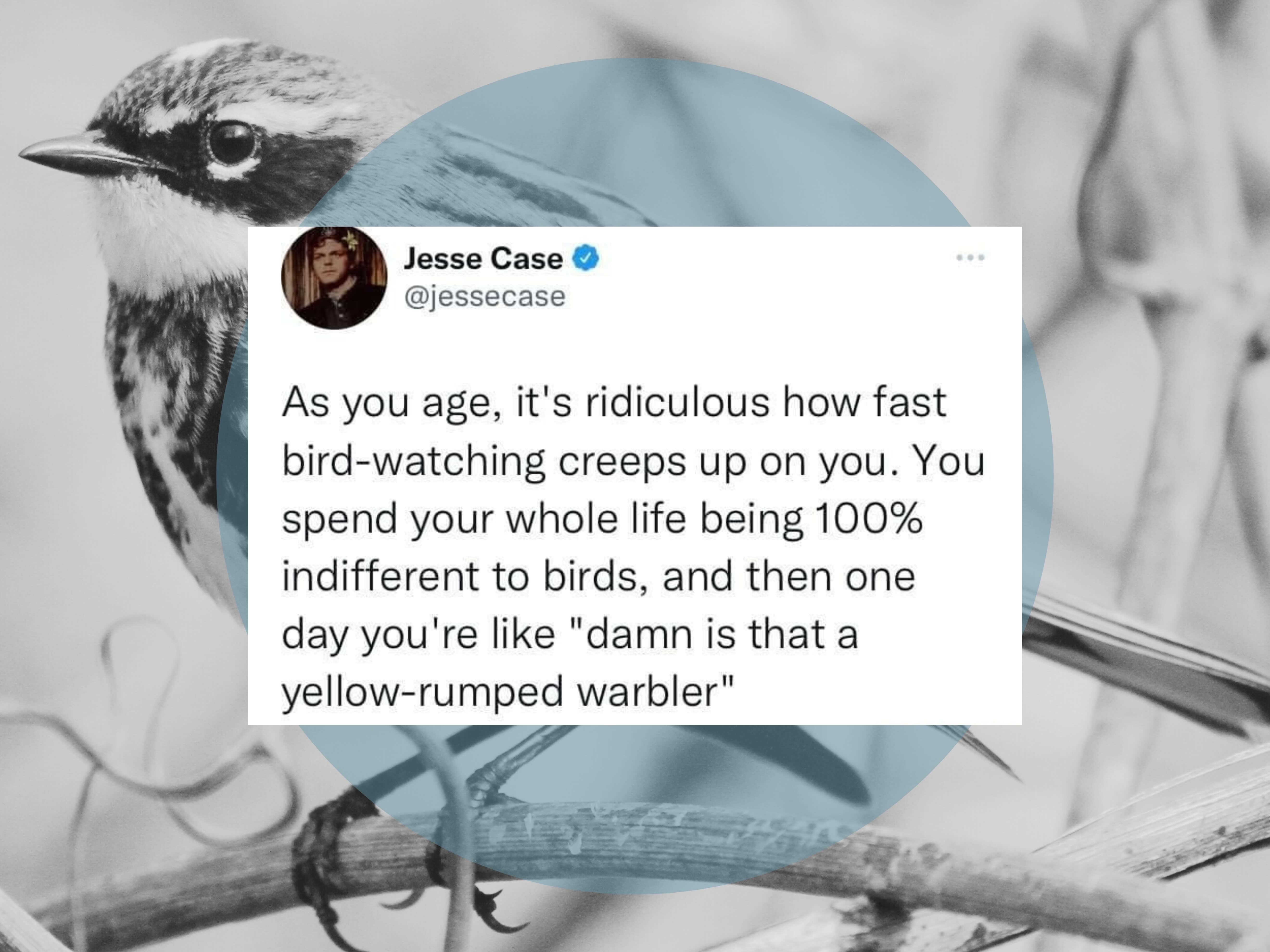 Avian Journal Article about the tweet that Jesse Case wrote to change the birdwatching world forever.