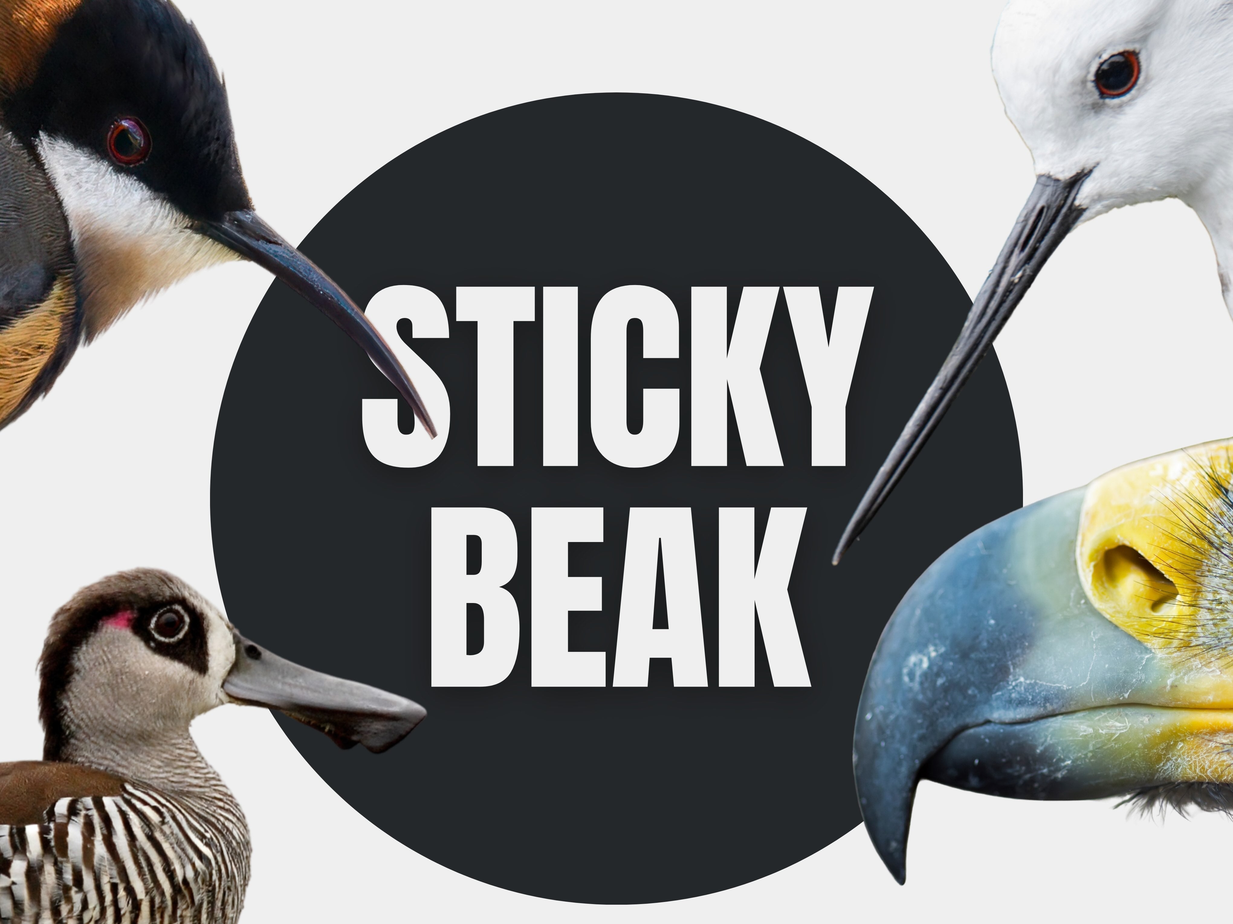 Sticky Beak: A Modern Birder’s Guide to Bills