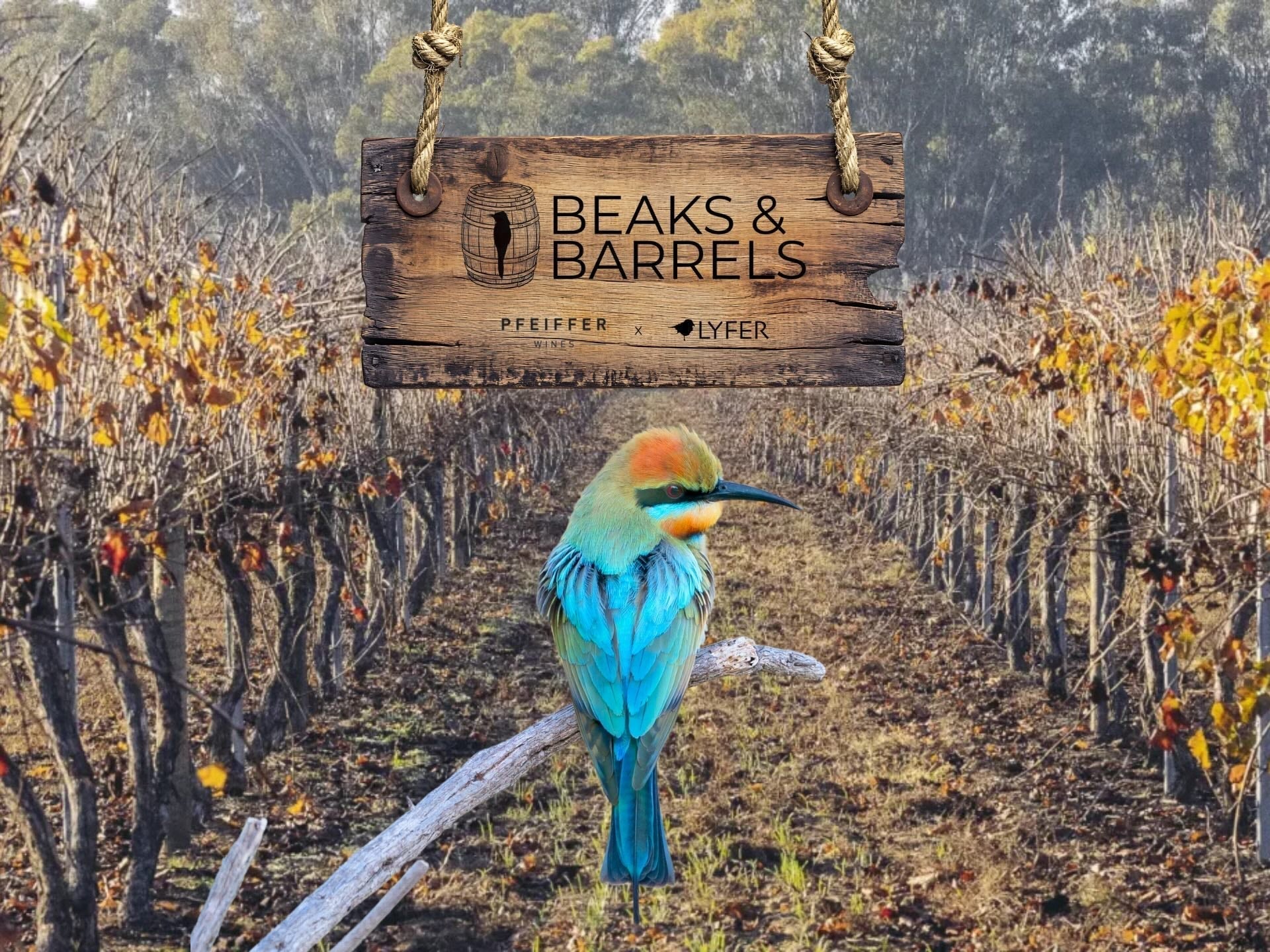 Image of a Rainbow Bee-eater in a vineyard with a singn of Beaks and Barrels - birdwatching and wine