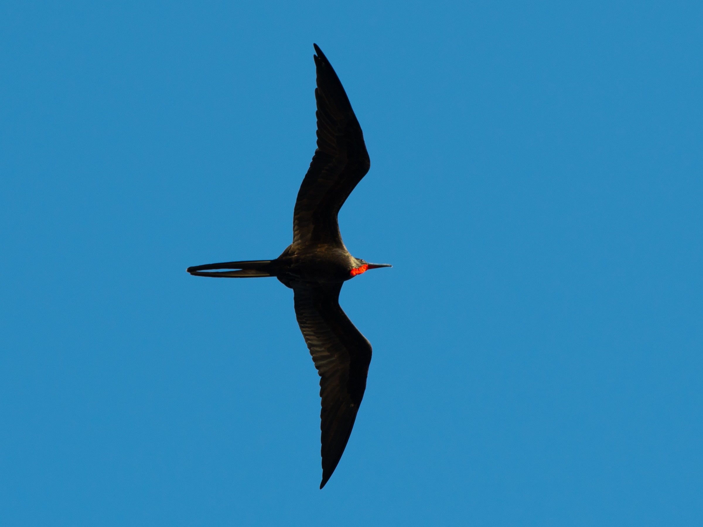 Frigatebird flying across blue sky for common birds question article