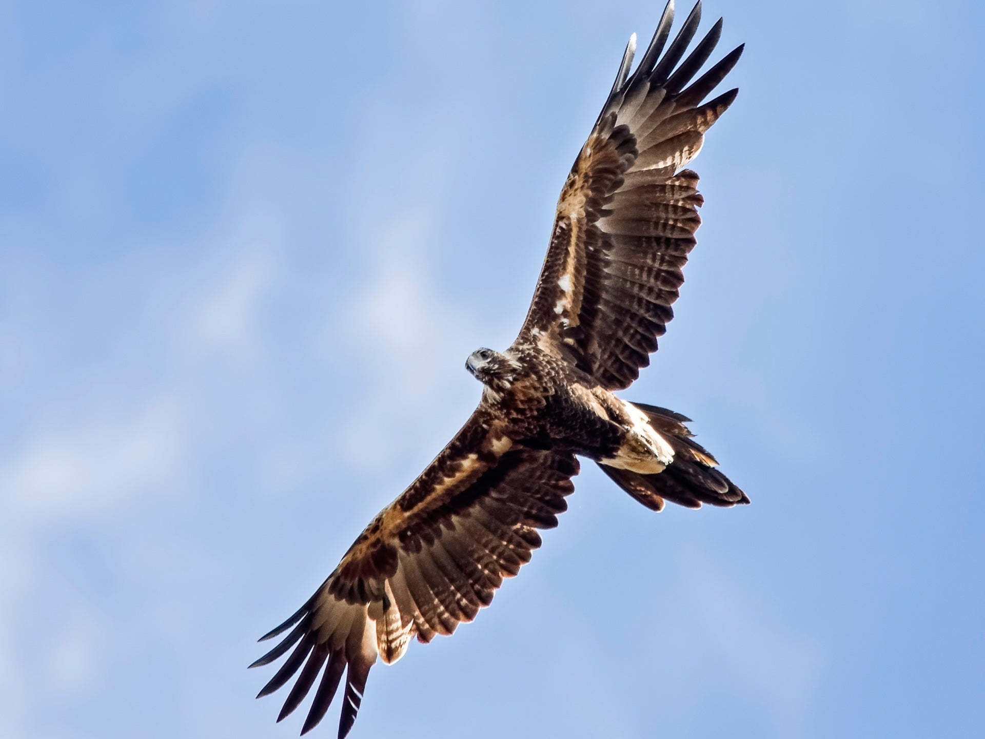 Why our largest eagle needs Tasmanian forests to remain