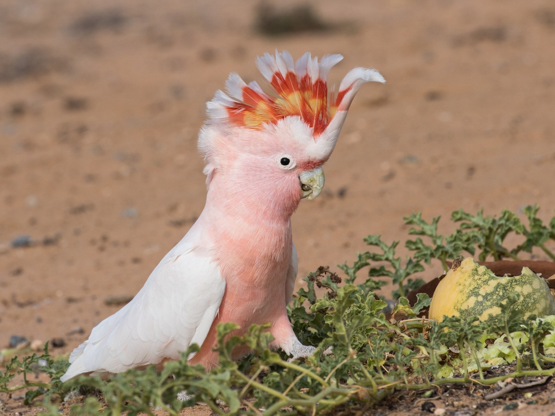 Birding Spots in New South Wales: Some of our Favourite Places