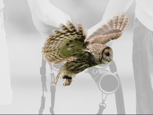 Cover image of Birders with an owl flying collaged in front of them.