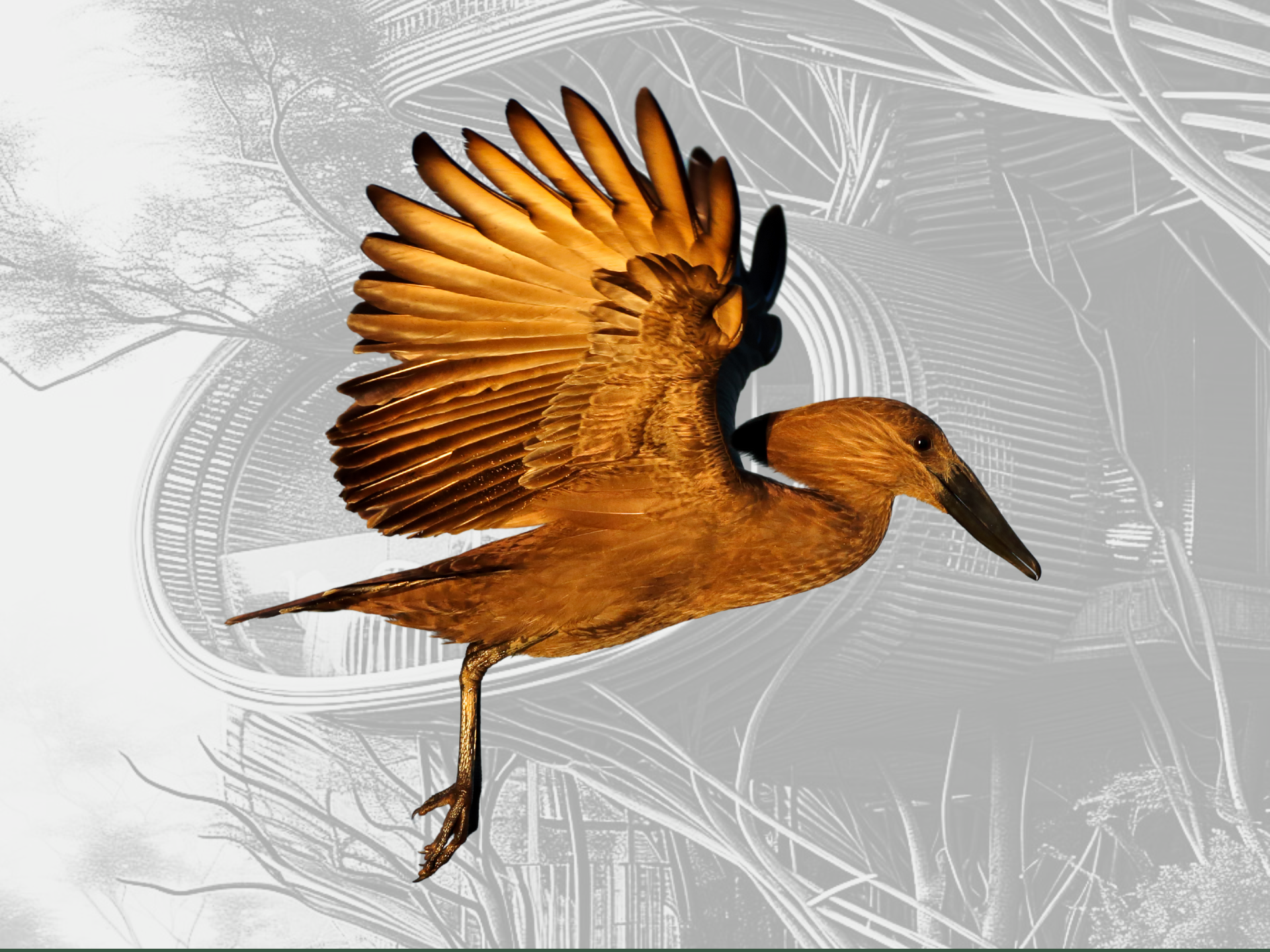 Collage of Hamerkop bird with Bird nest inspired home