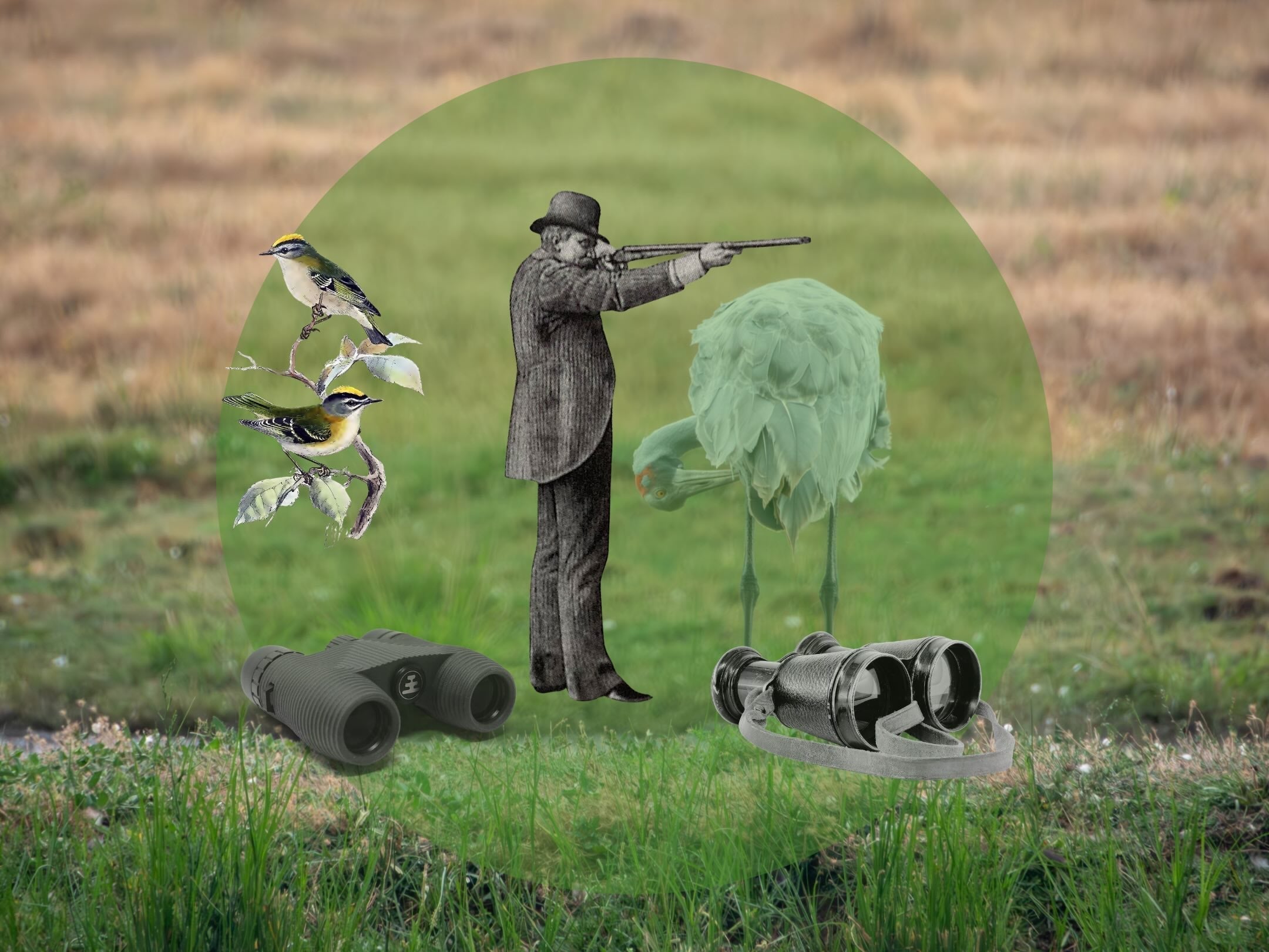 Bird-watching Binoculars, The Lowdown on Birding’s Most Important Tool