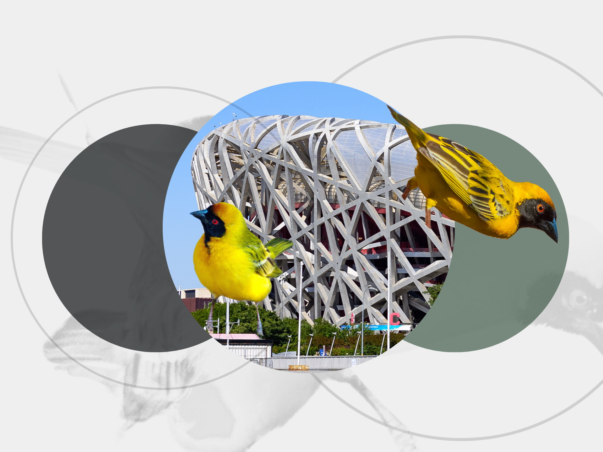 Southern Masked Weaver and the Birds Nest in Beijing, Architecture Inspired by Birds.