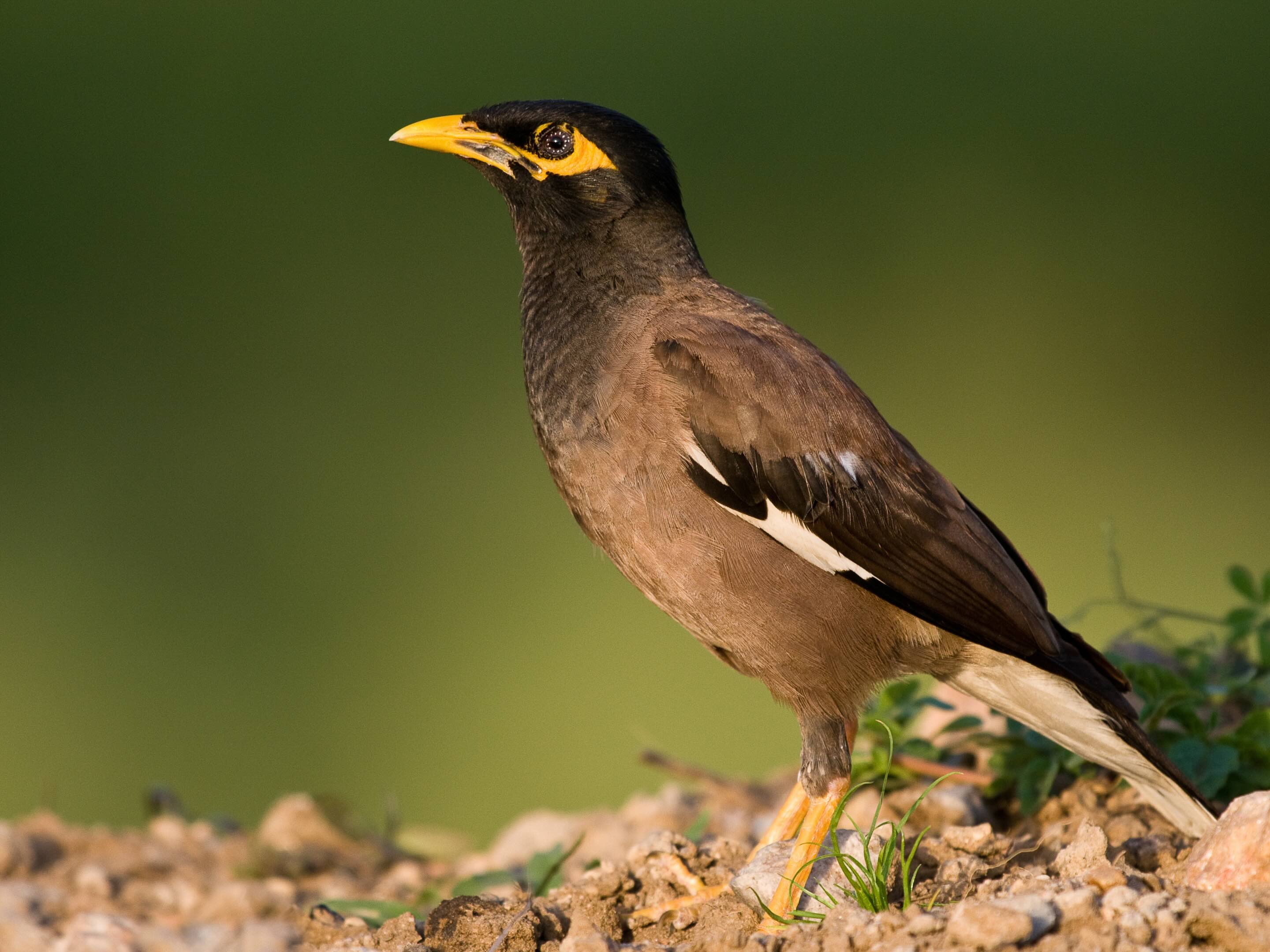 Common Myna, introduced species to Australia, When Australian Birds Become Invasive