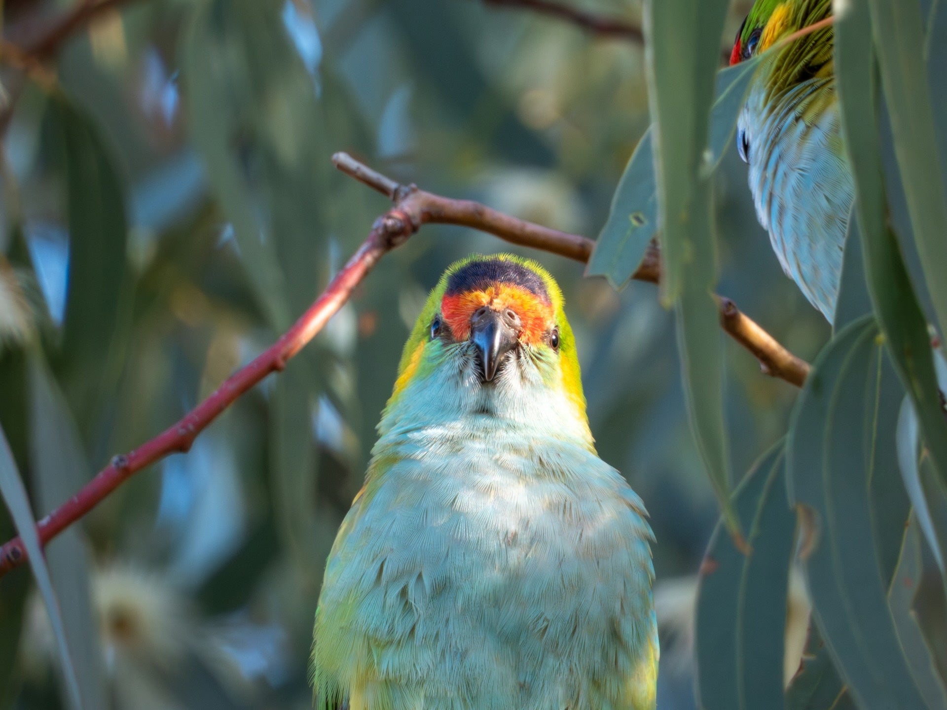Image of a purpled crowned lorikeet representing LYFER Gift Cards collection page