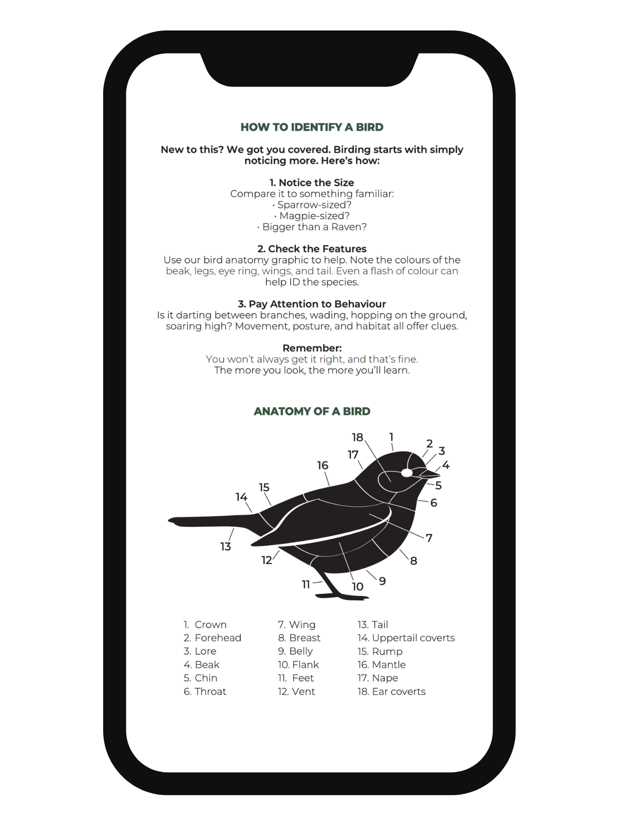 Urban Birders Guide: Bird the City – Melbourne - DOWNLOAD
