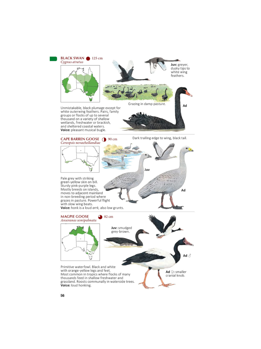The Compact Australian Bird Guide