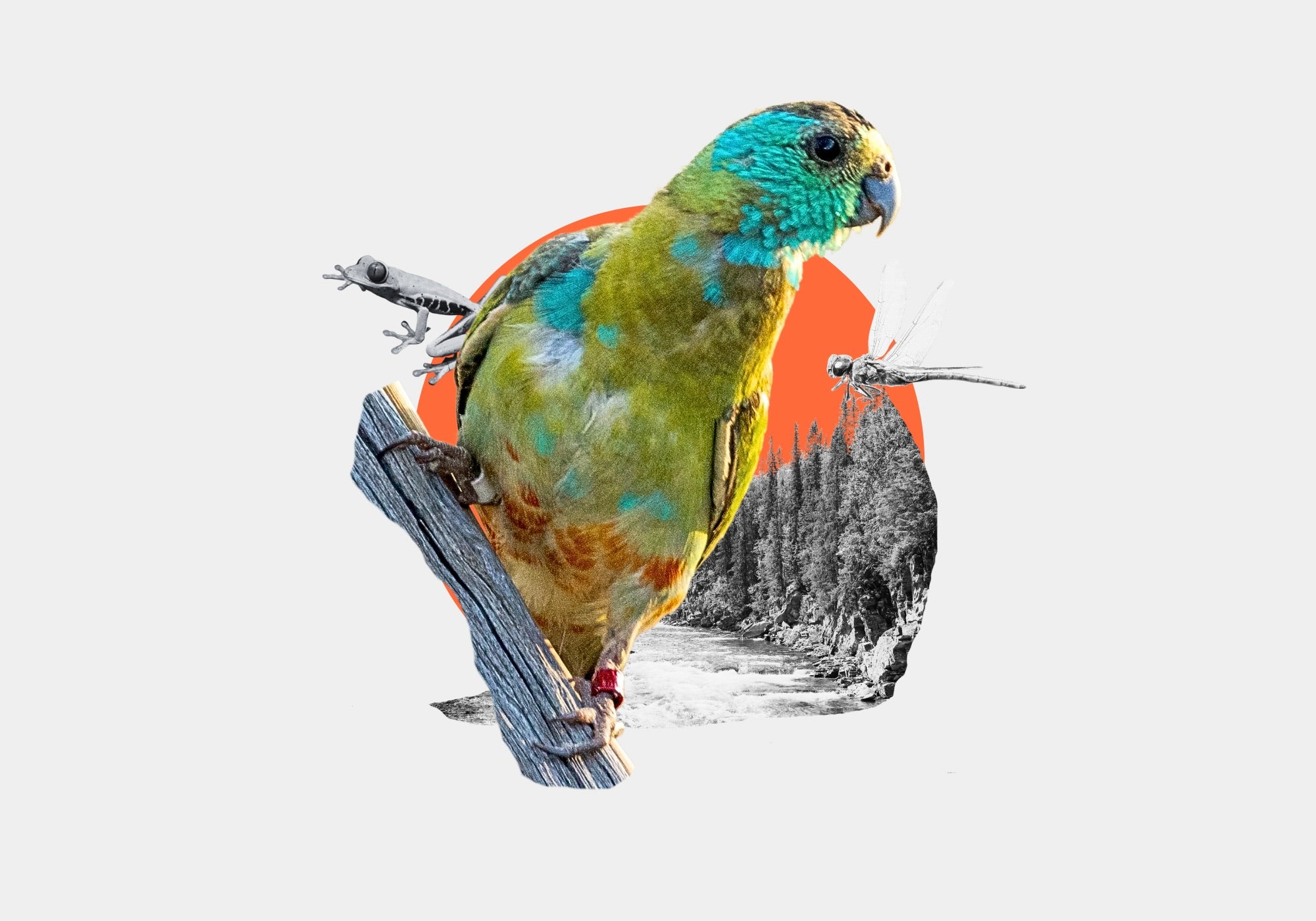 Colorful parrot perched on a branch with a white background
