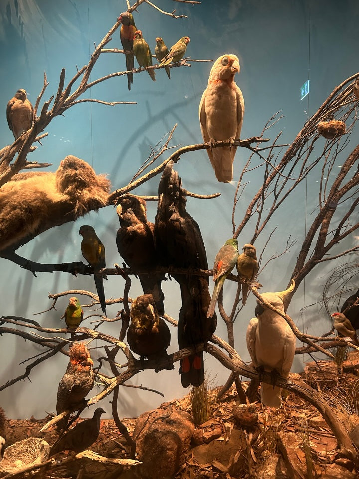 Diorama of birds perched on branches with a naturalistic background