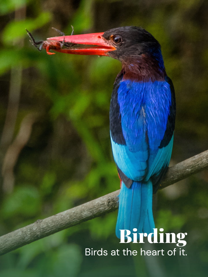 A vividly colored bird perched on a branch in a natural green setting, holding a small insect in its bright red beak. The bird has a black head, deep blue body, and bright turquoise wings.
