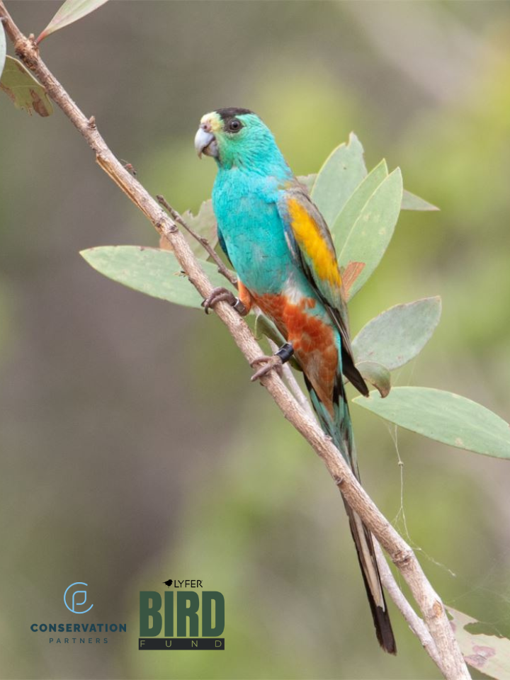 Lyfer Endangered Range Socks - Golden Shouldered Parrot - Supporting conservation partners. Birdwatching socks – popular bird gift in Australia
