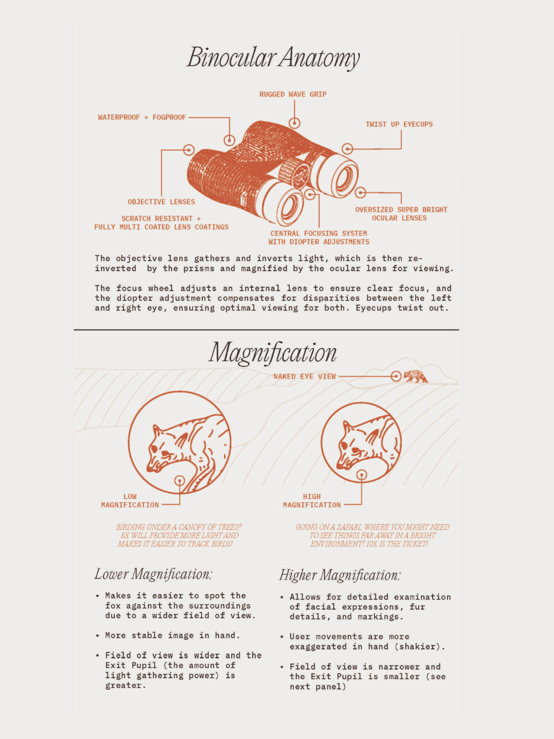 An image of the binocular anatomy, showing high and low magnification.