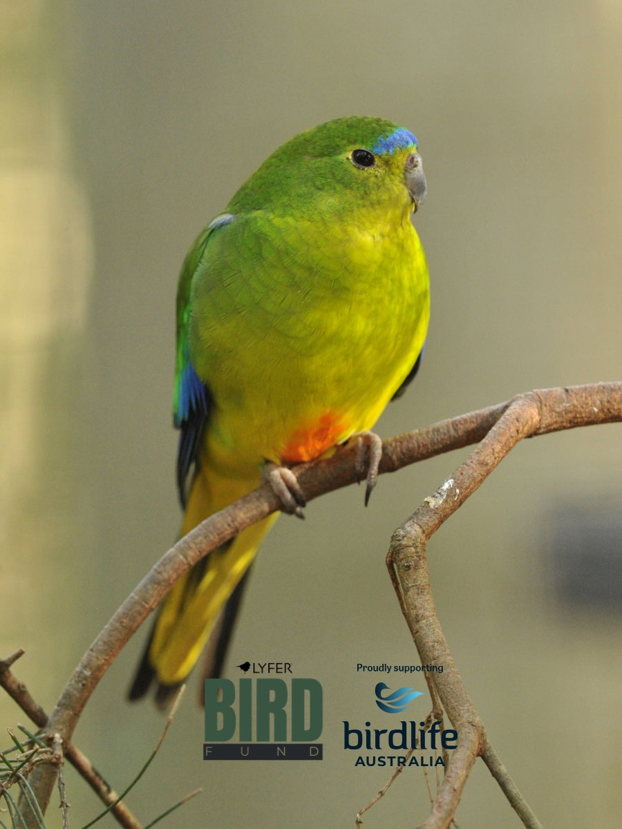 Orange Bellied Parrot T-SHIRT