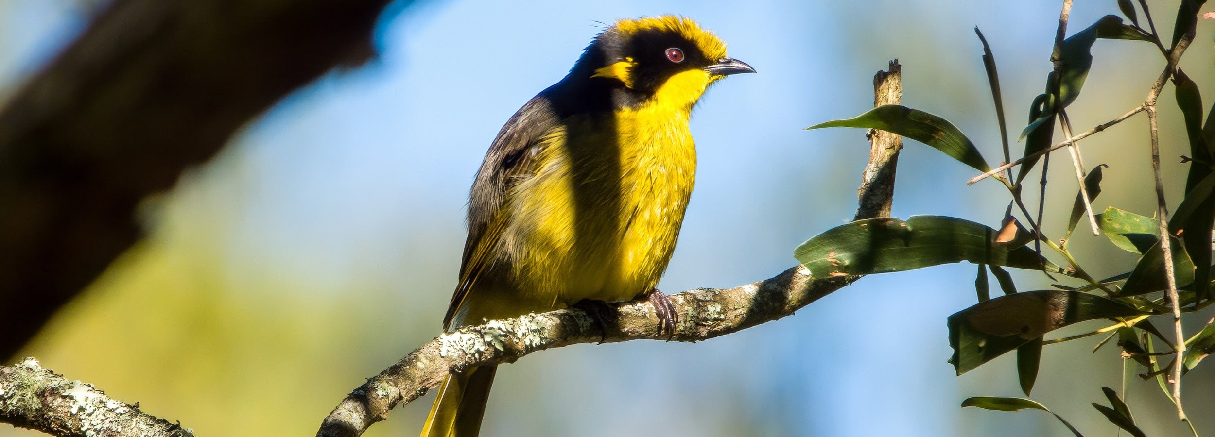 yellow-helmeted honeyeater perched on a branch