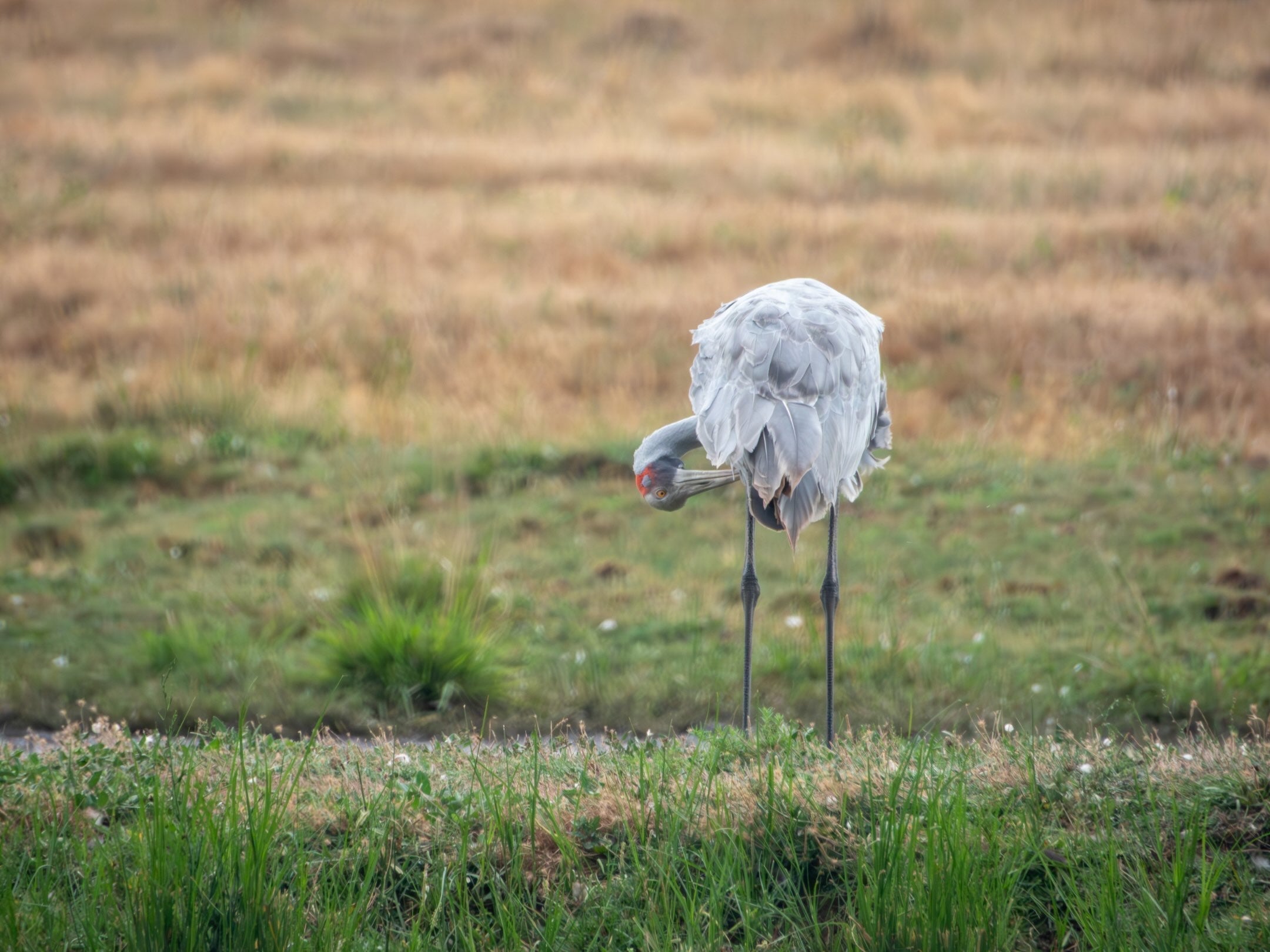 Best Birding Spots in Victoria and South Australia (According to LYFER)