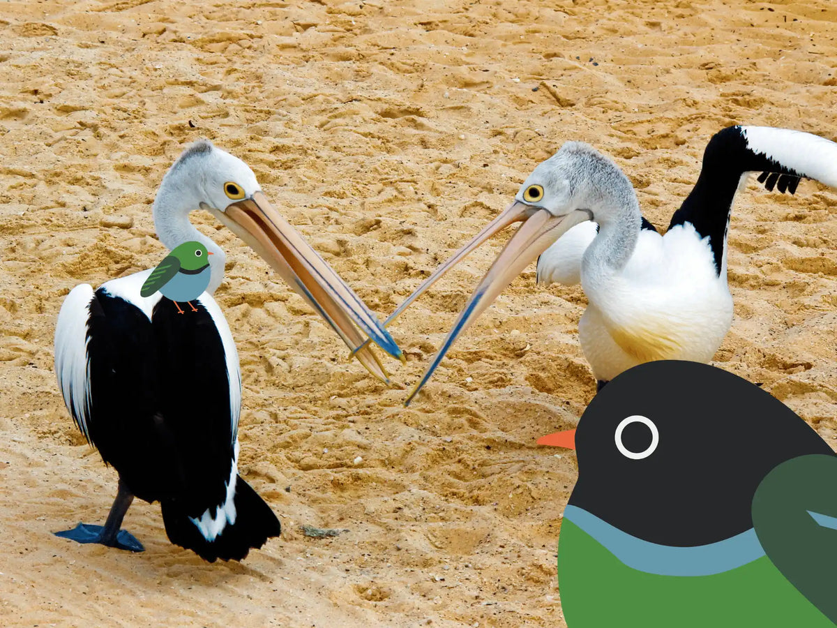 A Birdwatcher’s Bird: Meet the Hopping Friendwing
