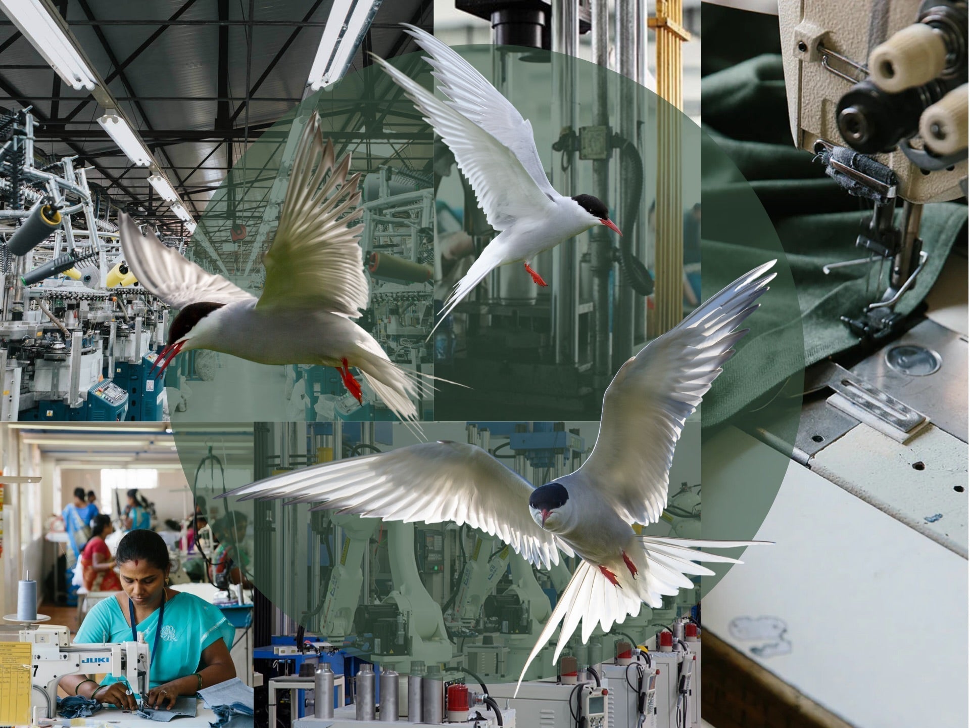 Main Image of Terns collaged over images of lyfers manufacturers