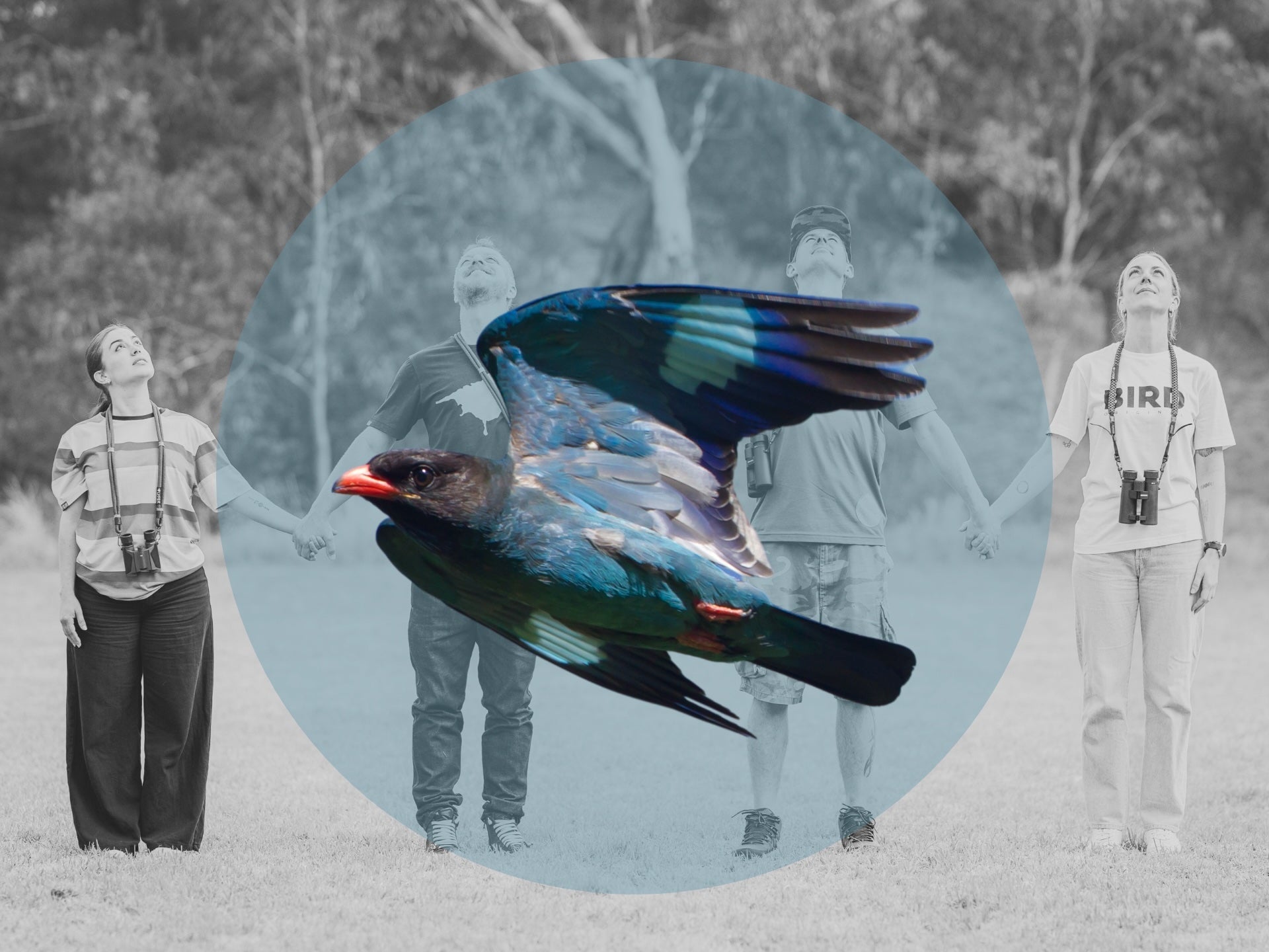 Main Image of birders looking up and holding hands with a collage of a Dollarbird over the top