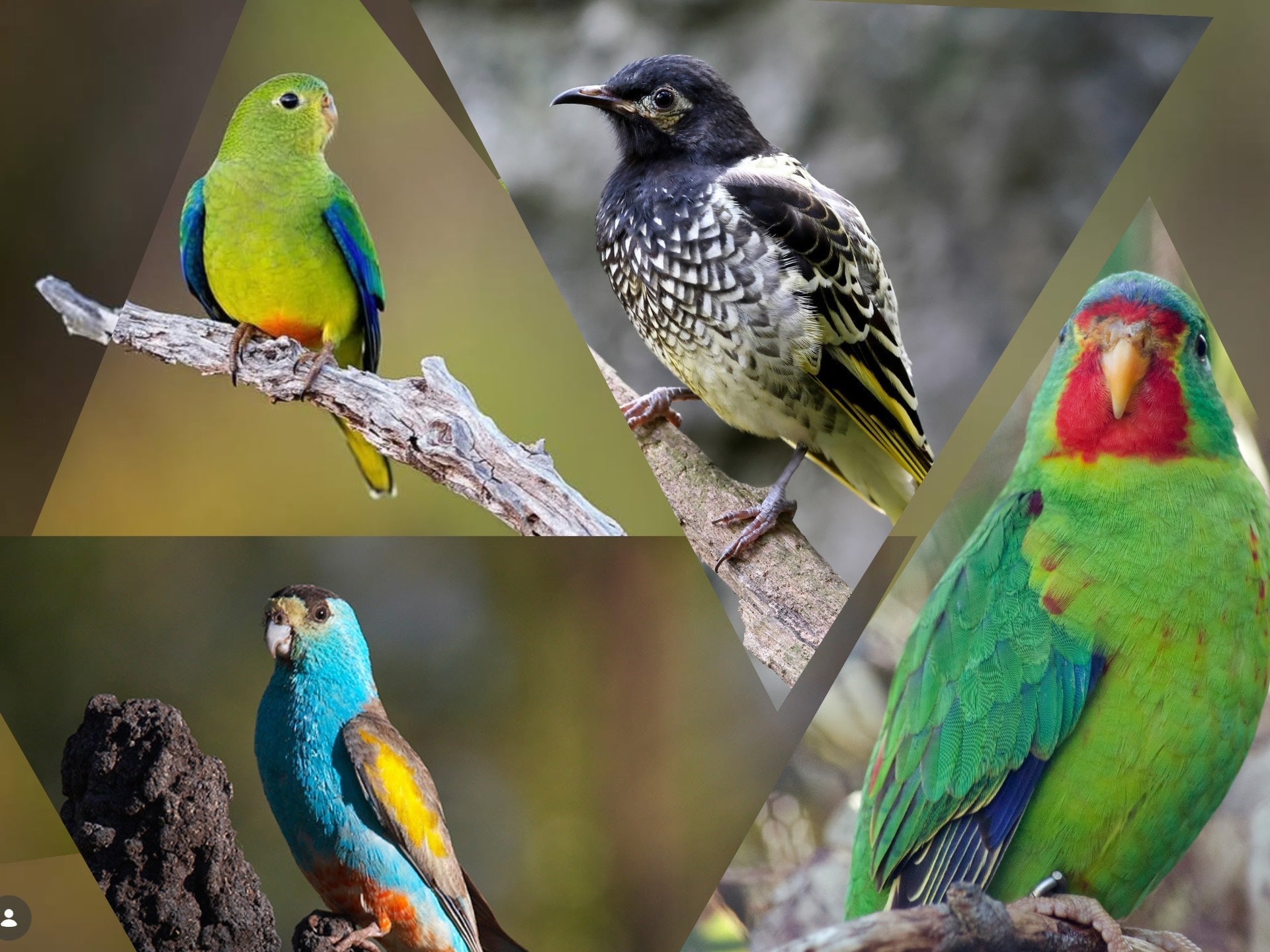 Endangered Australian Birds: 4 Species You Should Know