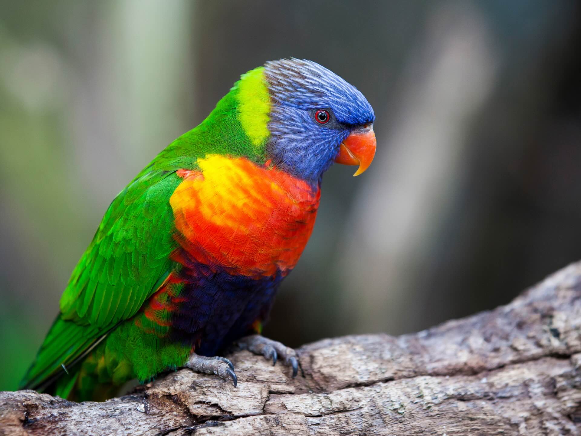 When Australian Birds Become Invasive