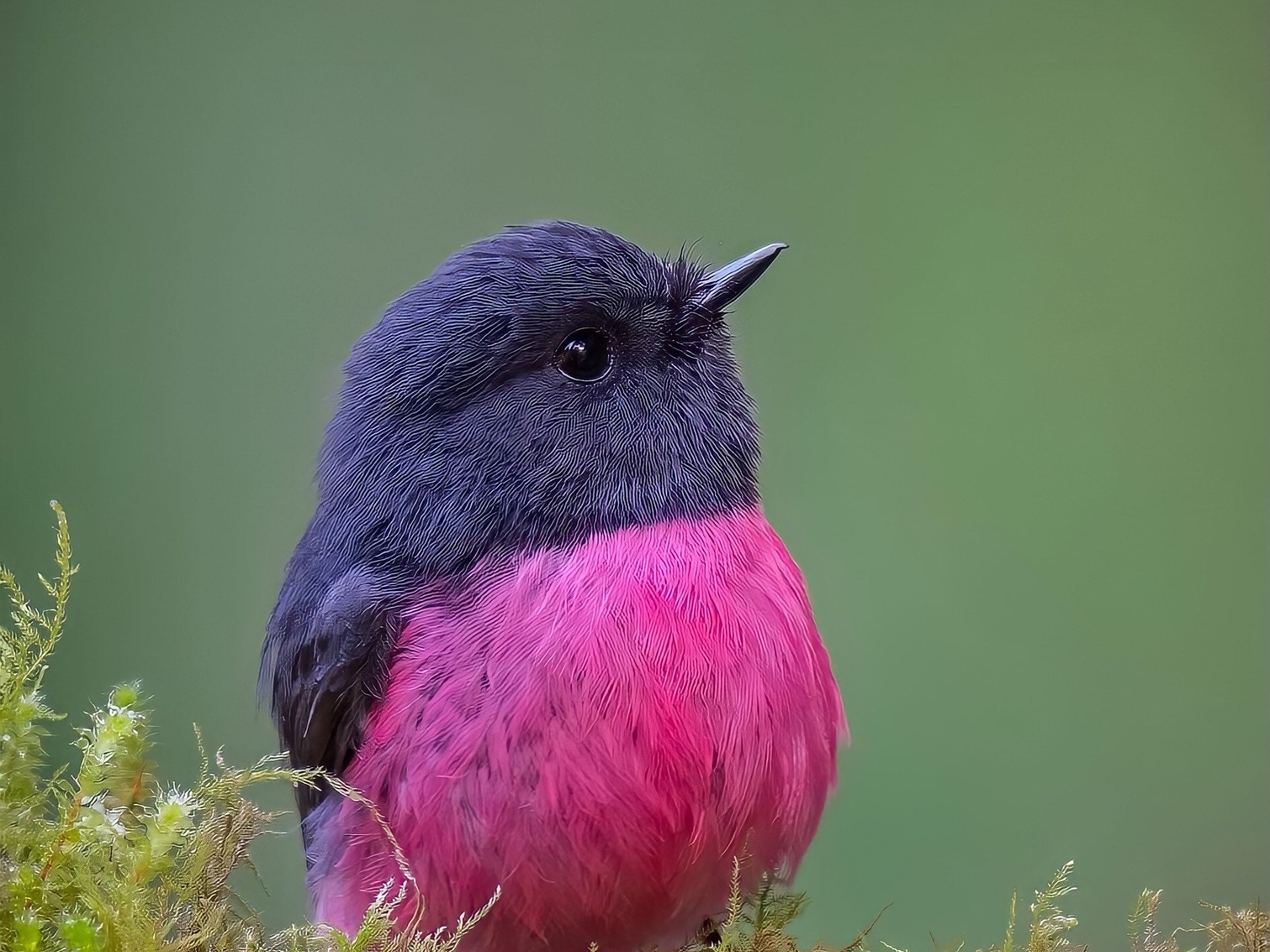 The Remarkable Ways Birds Stay Warm When Temperatures Fall