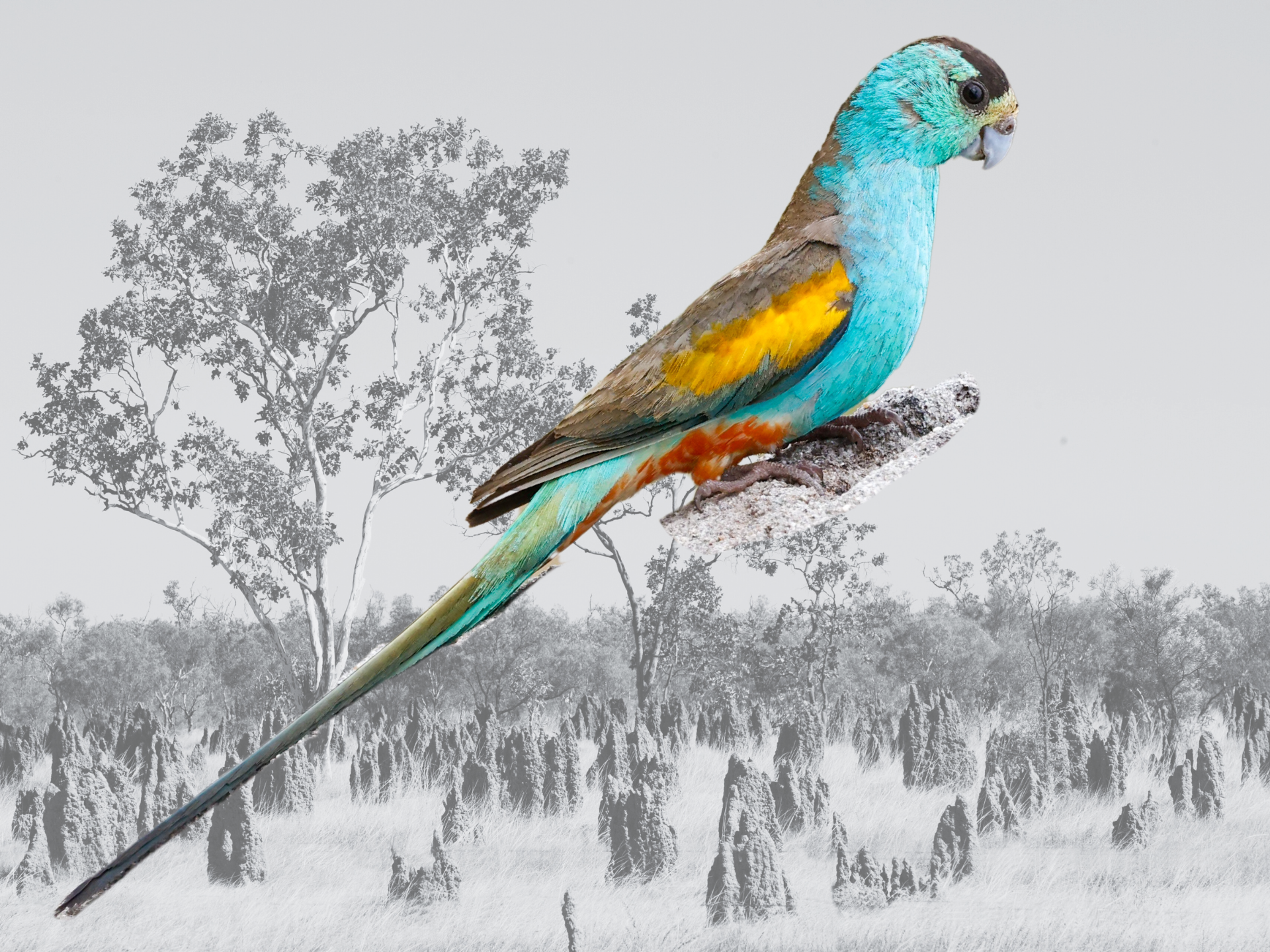 golden-shouldered parrot that is critically endangered