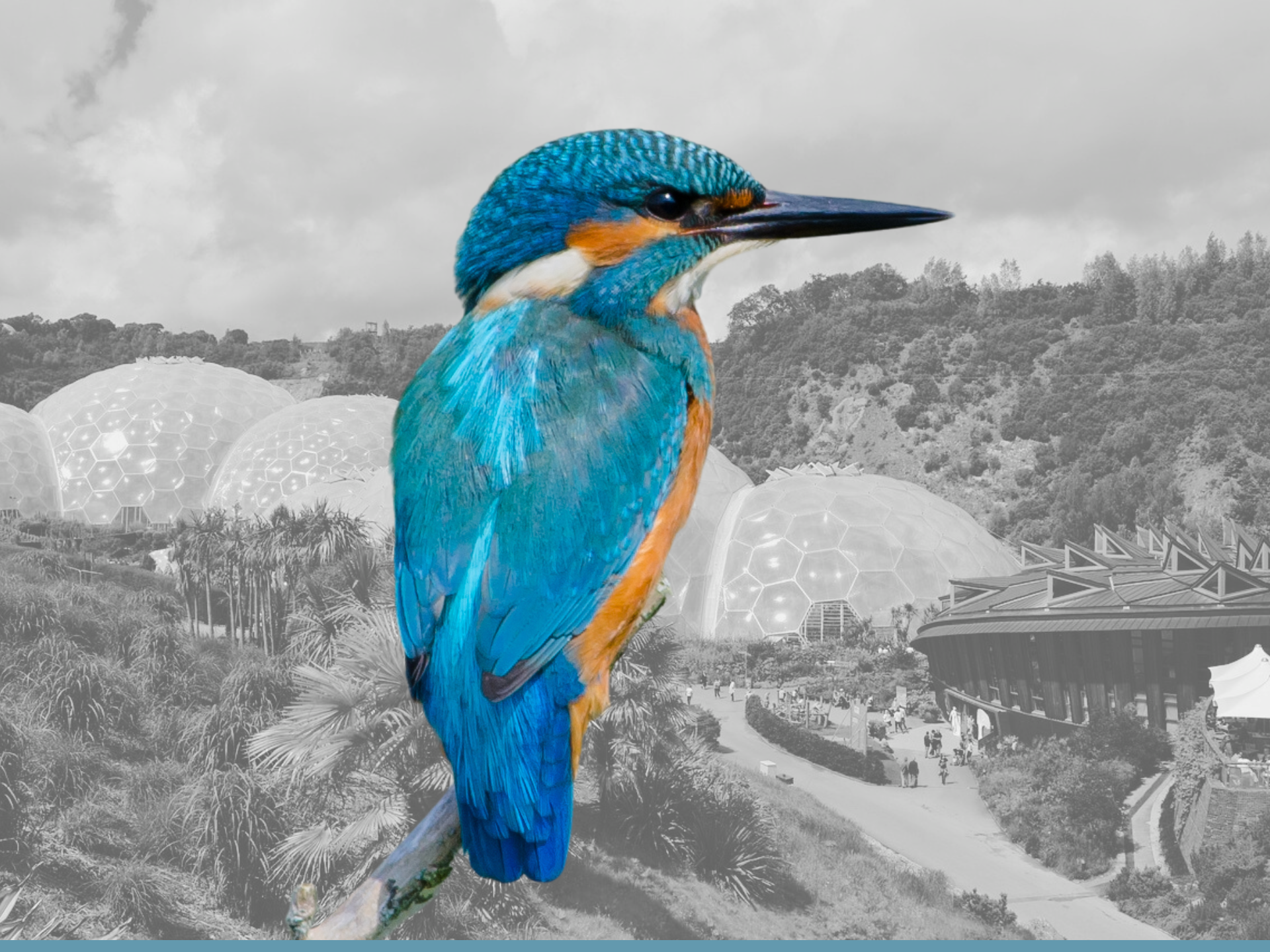 Cover page of Avian Journal on Nature's Architect showing a kingfisher and the Eden Project background