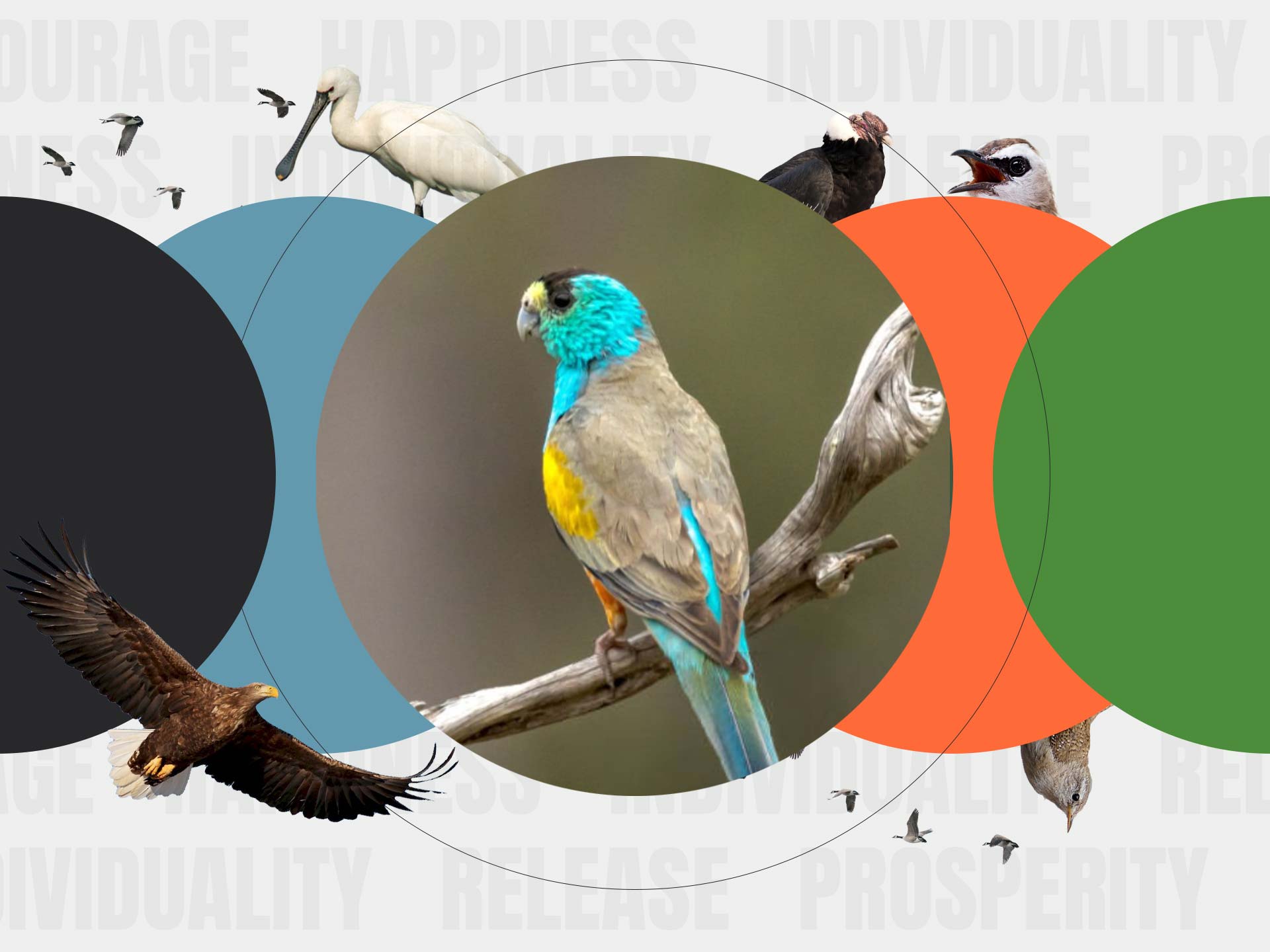 Bird-inspired Values - cover page of the Avian Journal - CHIRP