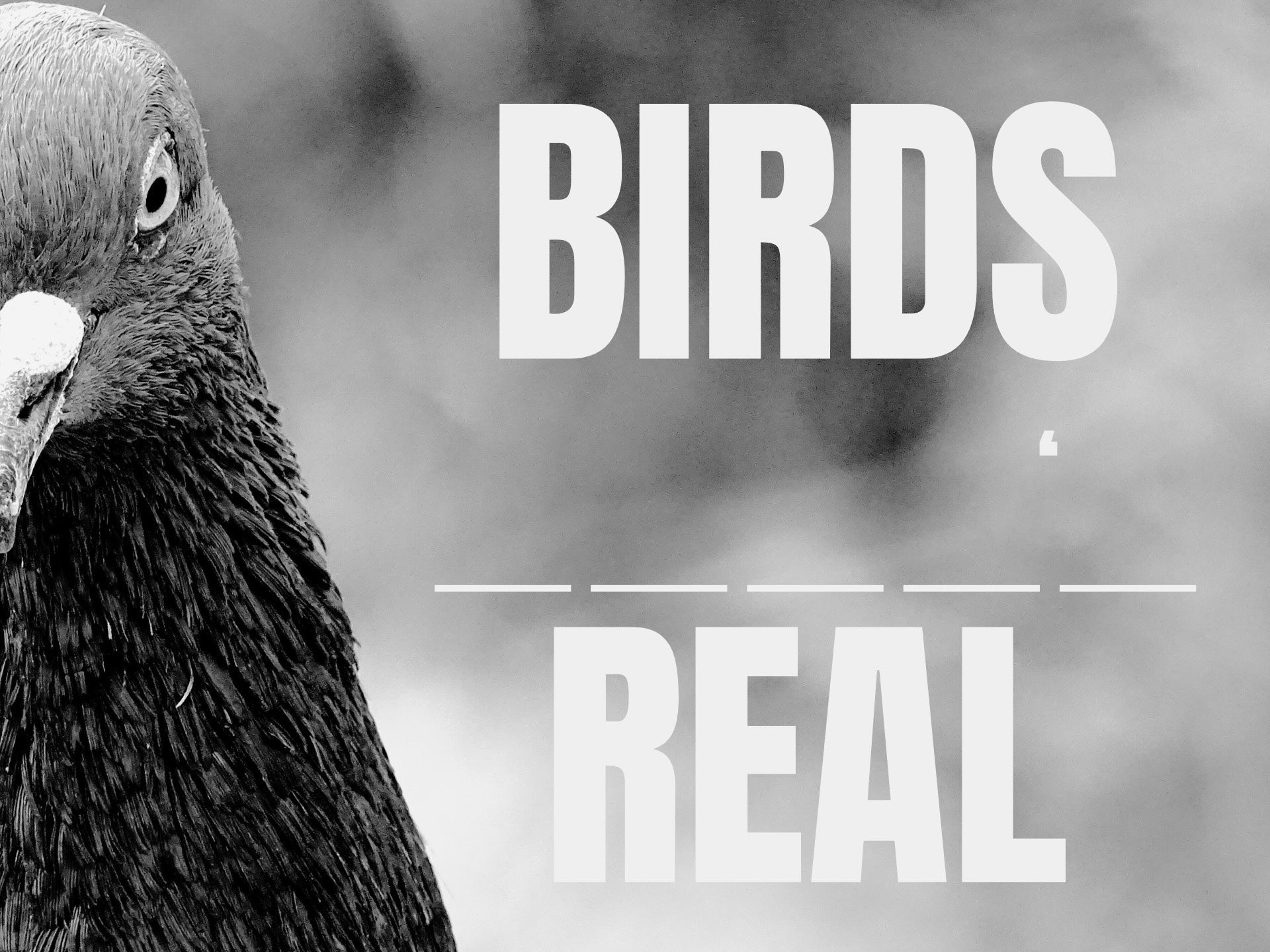 Main Image of Birds Arent Real Article