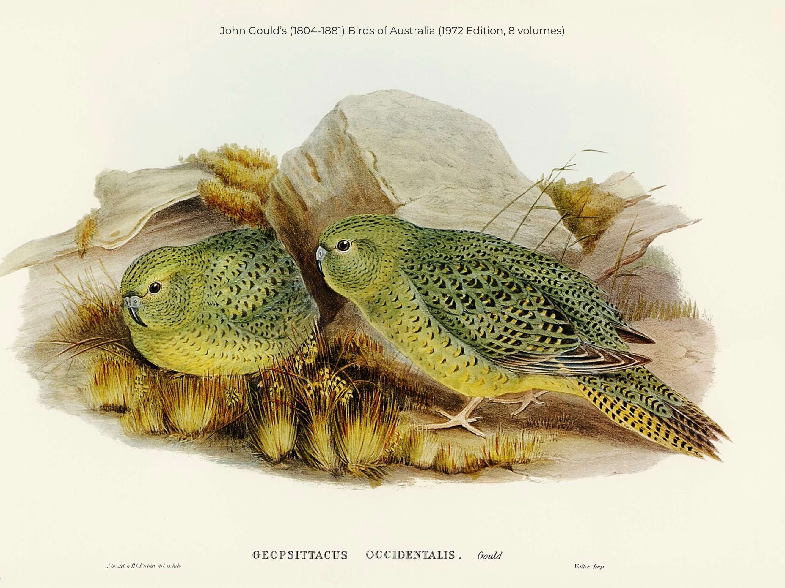 Image of two night parrots illustrated by Elizabeth Gould 