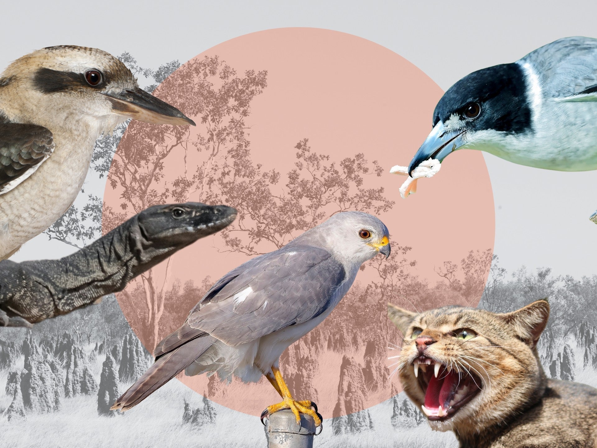 Collage image of Birds and other predators that are a risk to the Golden-shouldered Parrot