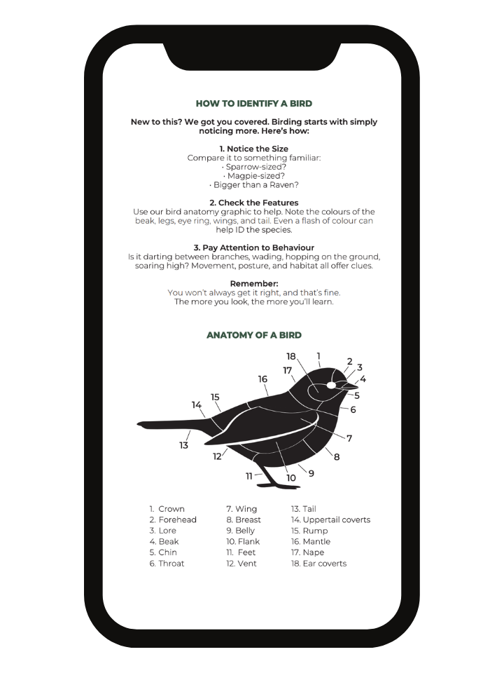 Urban Birders Guide - Bird the City: Adelaide - Download