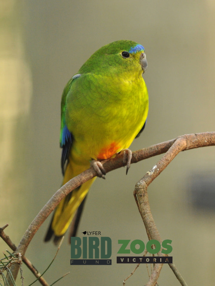 Endangered Socks - Orange-bellied Parrot