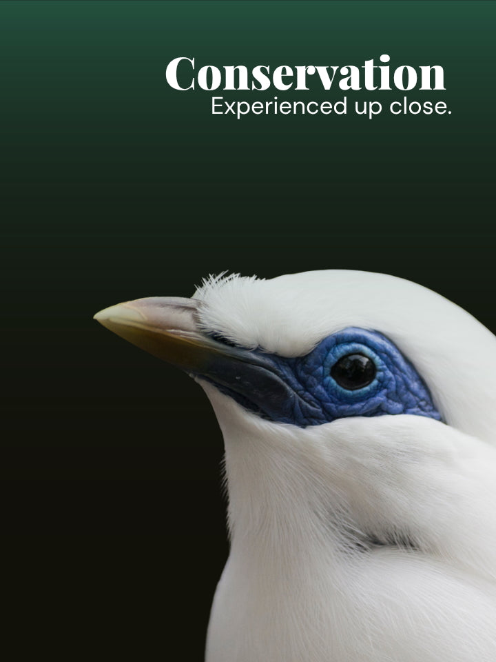 A close-up photograph of a white bird with a blue face and yellow beak, set against a dark green-to-black gradient background with the text 'Conservation Experienced up close.' at the top.
