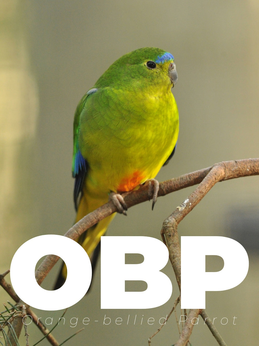 Orange Bellied Parrot T-SHIRT