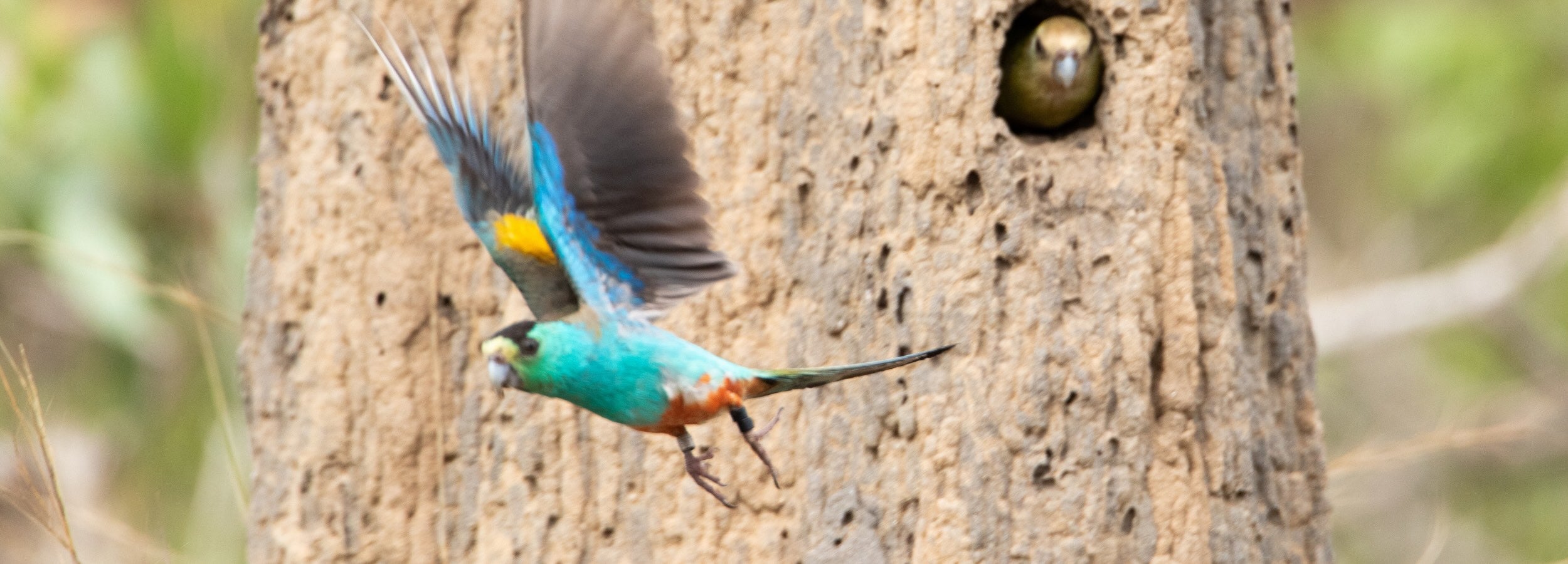 Flying golden-shouldered Parrot flying from termite mound